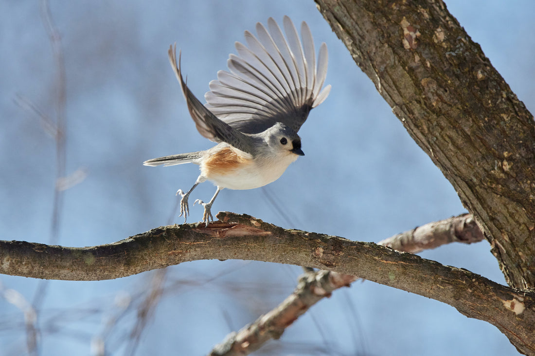 Buyer's guide for bird watching binoculars